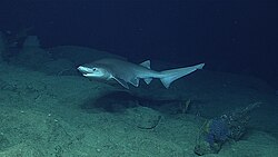 Modern bluntnose sixgill shark in Santa Rosa Reef