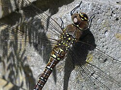 Female, showing markings