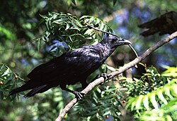 Fan-tailed