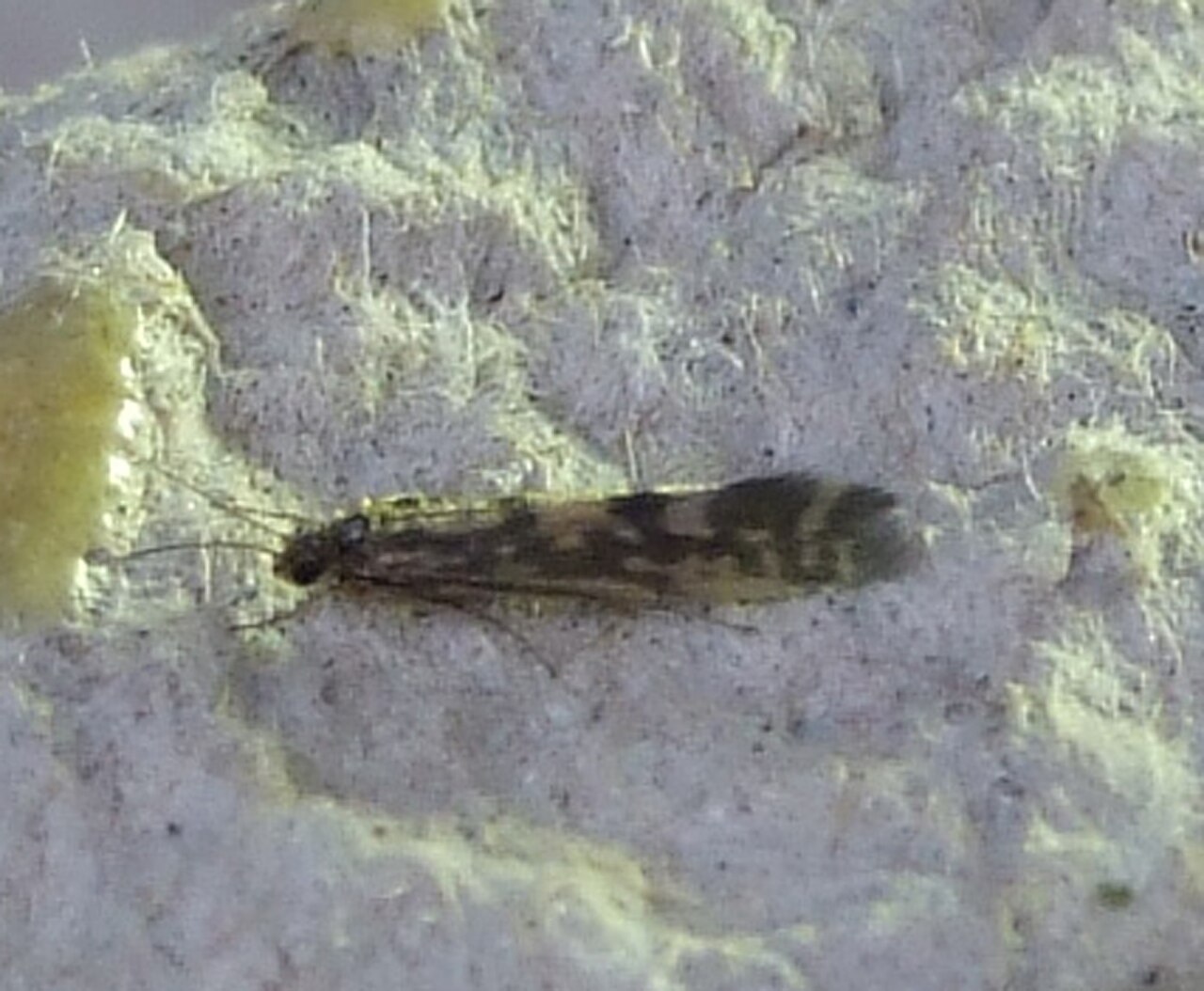 Agraylea multipunctata.jpg