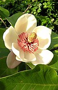 Tepals of Magnolia × wieseneri