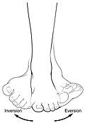 Example showing inversion and eversion of the foot