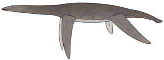 Reconstruction of a long-necked gray marine reptile on a white background.