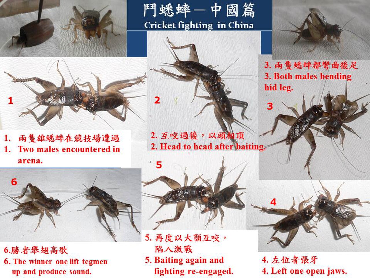 Cricket fighting in China.JPG