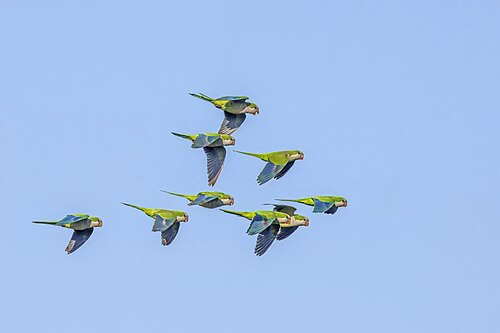 flock in Uruguay
