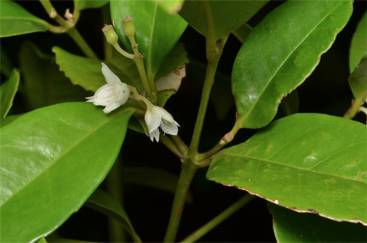Doryphora aromatica.jpg