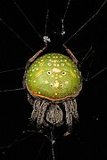 Araneus apricus
