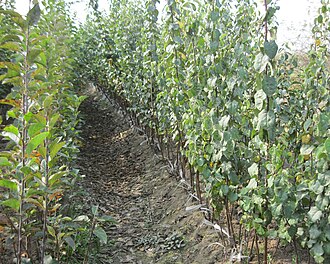Quince nursery