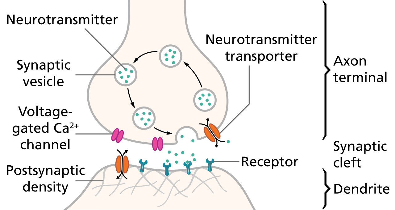 SynapseSchematic en.svg