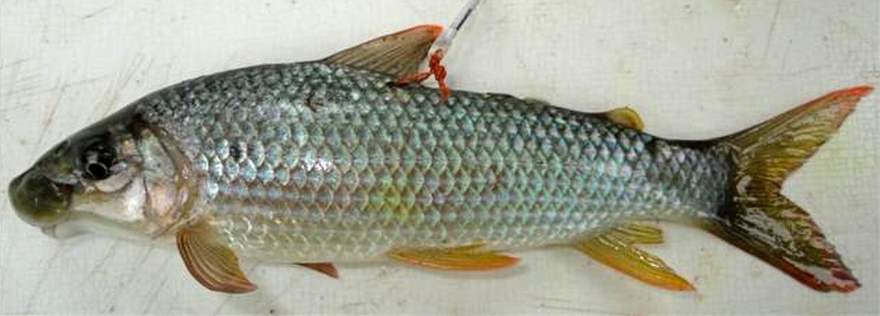 Ichthyoelephas longirostris.jpg