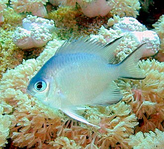Most coral reef fish have spines in their fins like this damselfish.