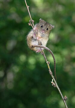 Brown birch mouse clinging to a branch