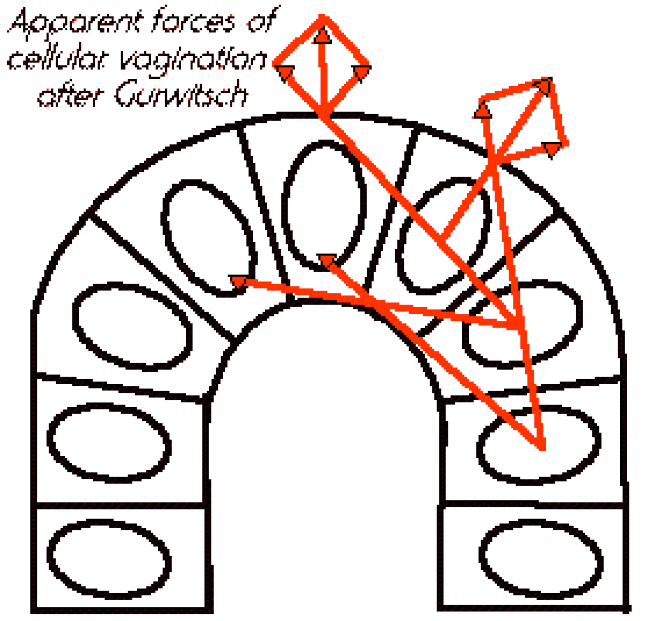 Morphogenetic.gif