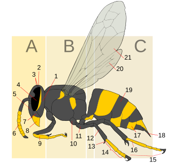 A tergite of this wasp is labeled 19.