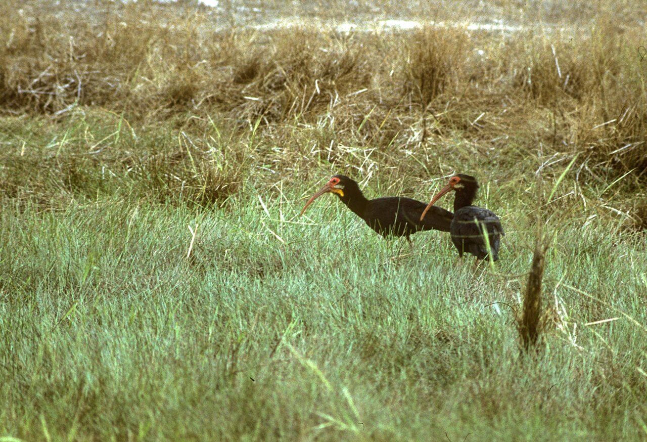 Sharp-tailed Ibis - Venezuela 90Image23 (15418279502) (2).jpg