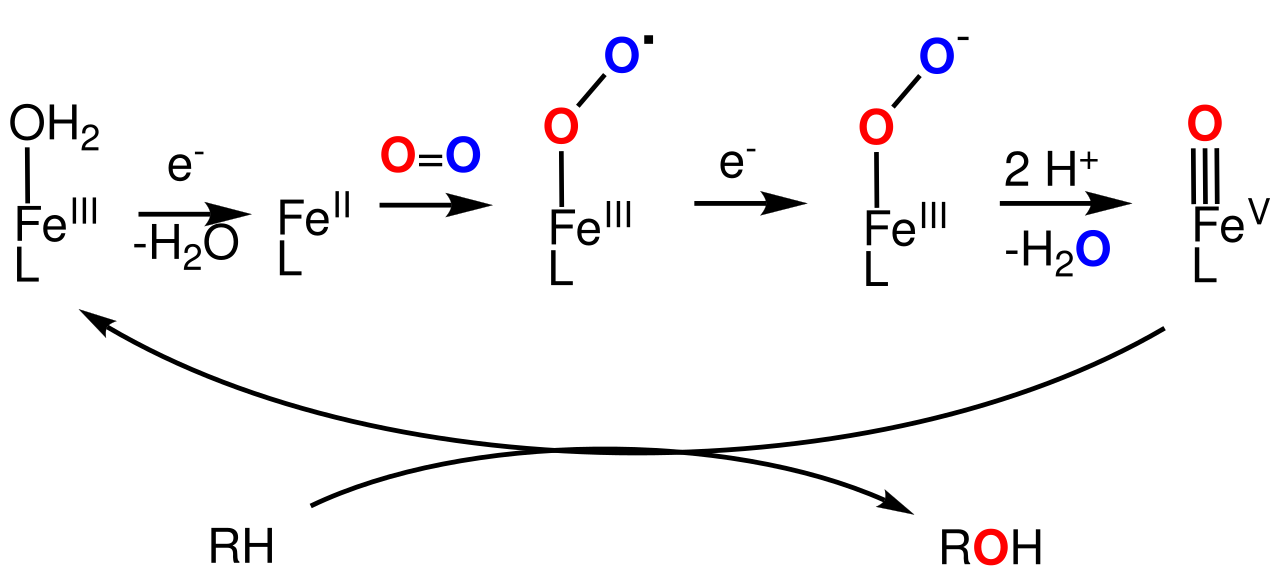 MixedFxnCycle.svg