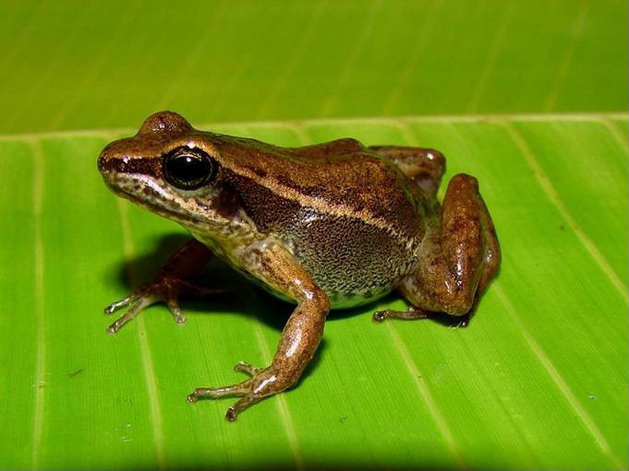 Colostethus fraterdanieli01.jpg