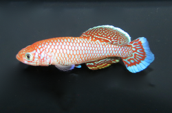 Side view of a fish specimen