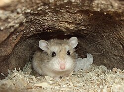 A Roborovski hamster in a cave.