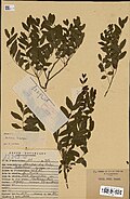 Cedrelopsis gracilis (Healers' tree)