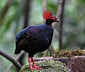 Male at Tambunan, Sabah, Borneo