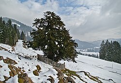 The Balderschwang Yew, Bavaria, Germany