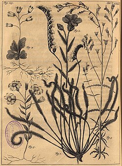 A detailed and quite accurate line drawing of Drosera capensis with other plant drawings