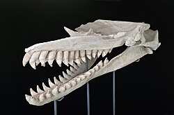 Side-view of the skull with the snout facing left, with a flat top and a small upward slope on the right side above the eye socket. All of the teeth are noticeably lighter below a certain point