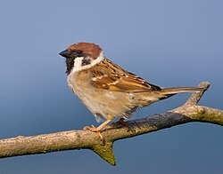 P. m. montanus
