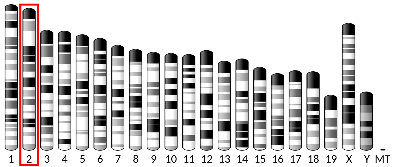Ideogram house mouse chromosome 2.svg