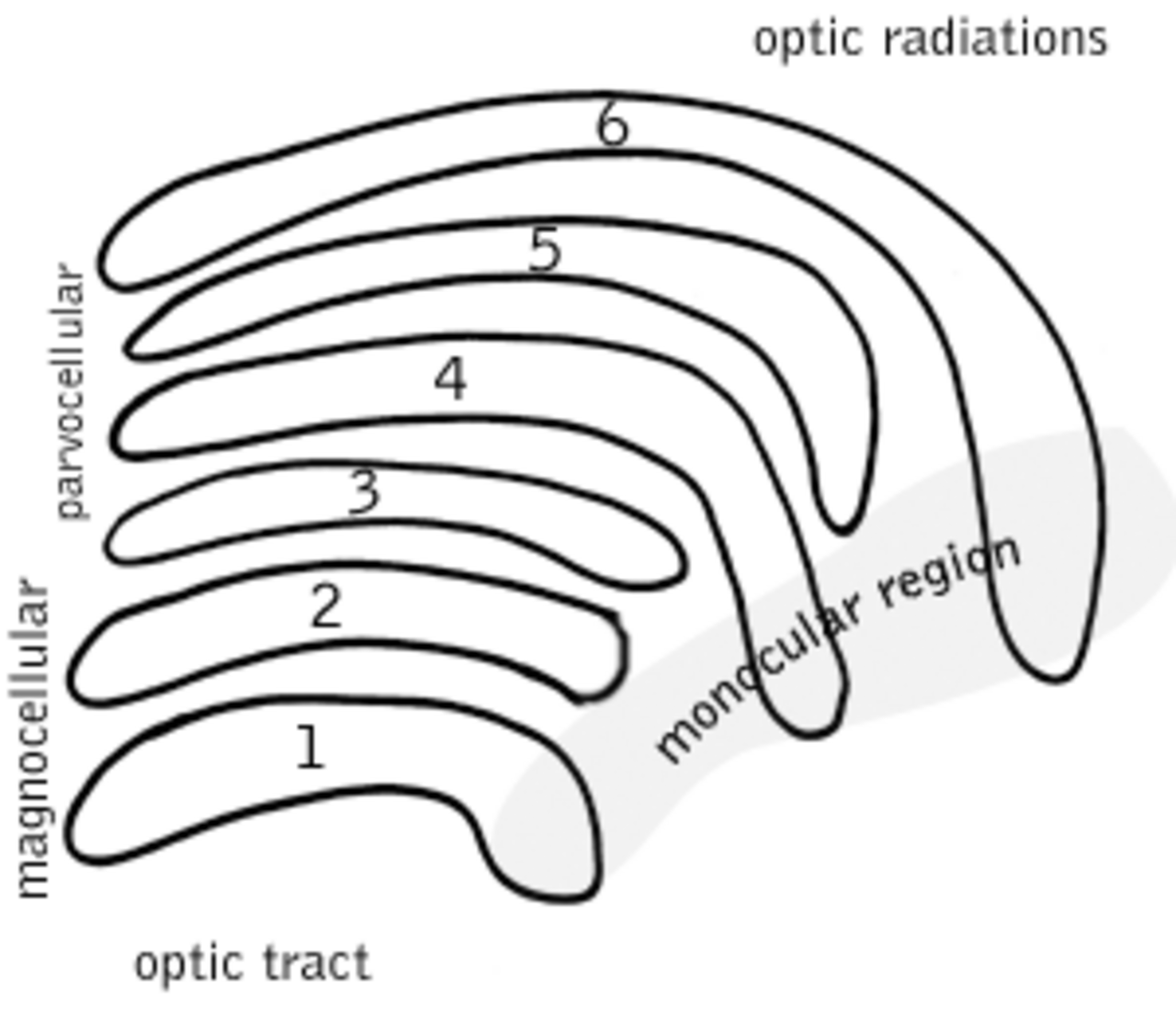 Lateral geniculate nucleus.png