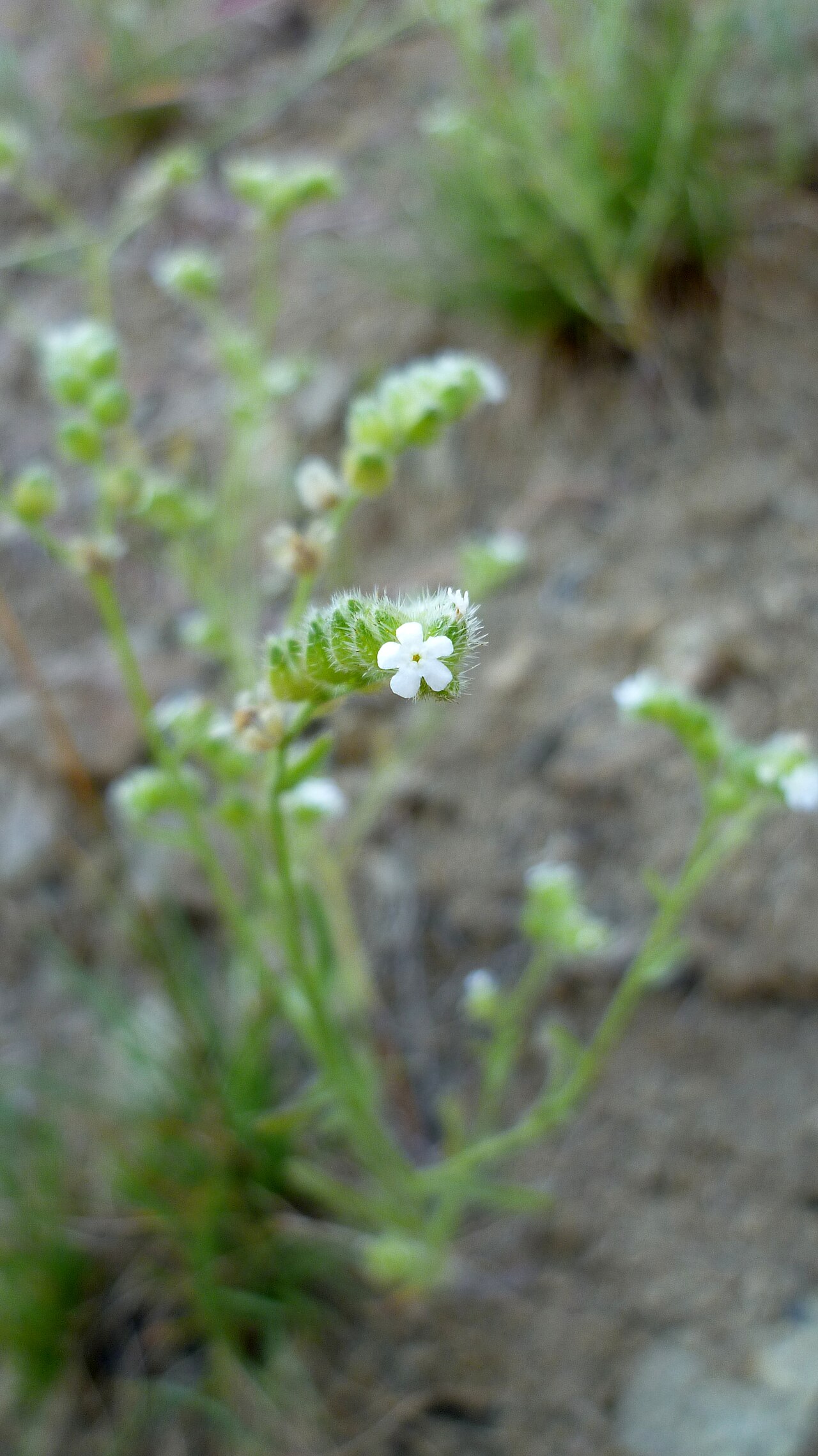 Cryptantha pterocarya in Swakane Canyon 2.jpg