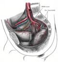 Arteries of the pelvis