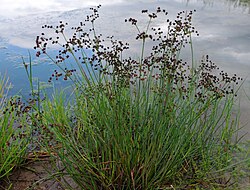 Jointed rush