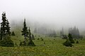Conifers encroaching on a meadow in Washington, USA