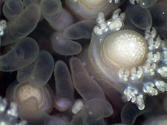 Pedicellaria and papulae of Asterias forbesi