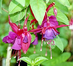 The flower of the fuchsia plant was the original inspiration for the dye, which was later renamed magenta dye.