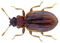 Latridius porcatus