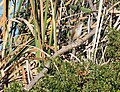 A. gracilirostris on perch in bulrush
