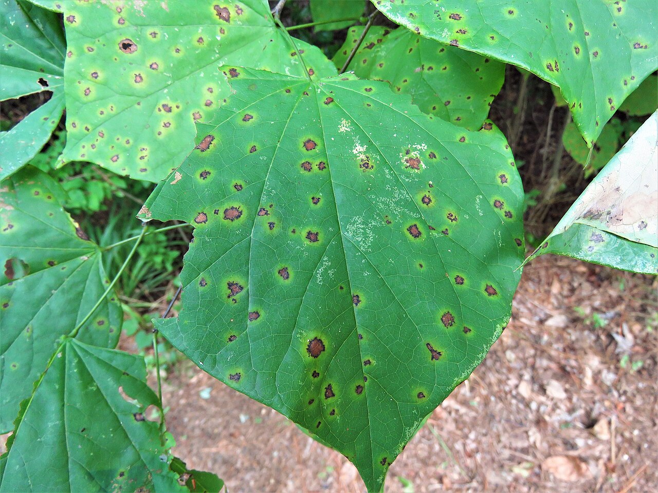 Pseudocercospora vitis 154983434.jpg