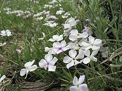 A low growing plant with many thin, needle-like leaves growing between other taller plants. It has many flowers scattered over the surface, each with five white petals, some of the flowers blushing slightly lavender especially near the center of the bloom.