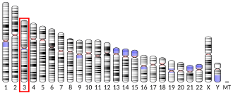 Chromosome 3 (human)