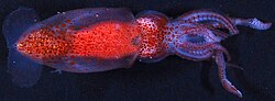 Psychroteuthis glacialis