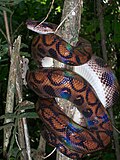 The rainbow boa