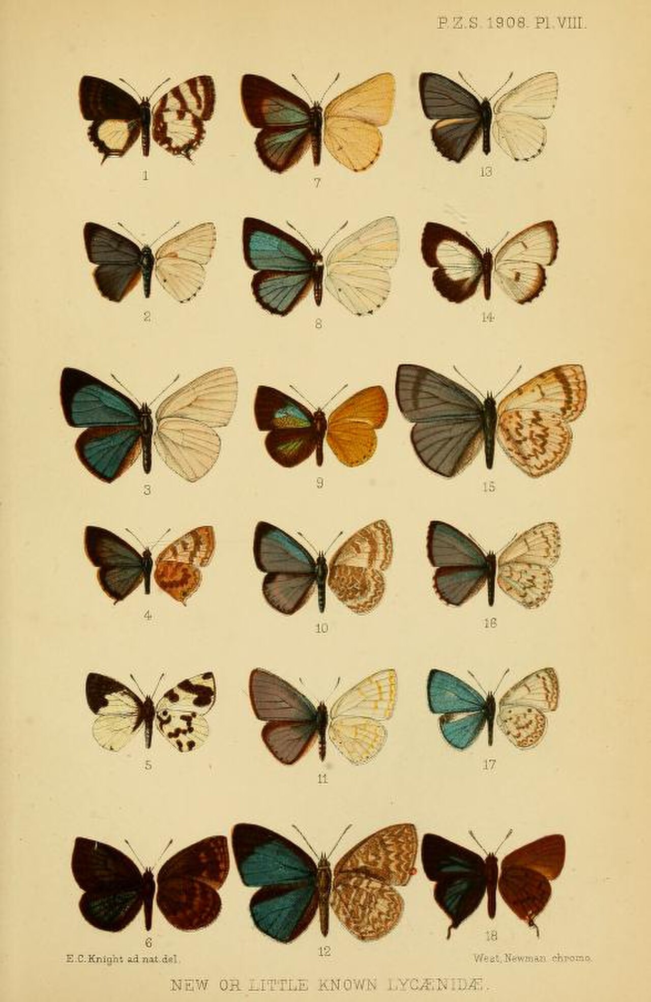 ProcZoolSocLond1908PlateVIII.jpg