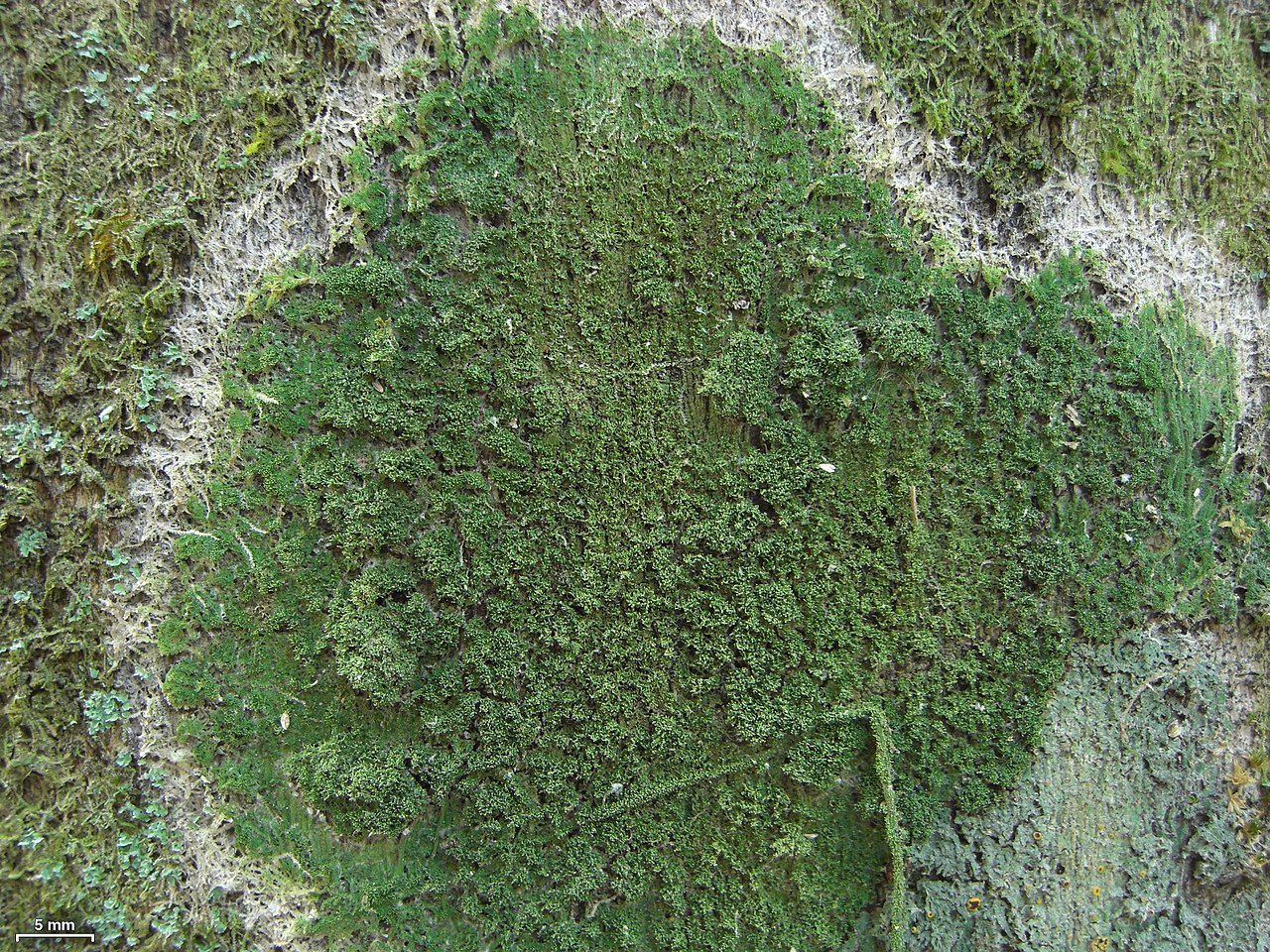Phyllopsora isidiolyta - Flickr - pellaea.jpg