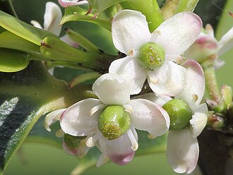 Other holly plants only have 'female' flowers that produce ovules.