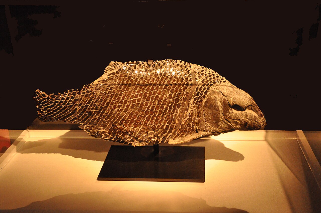 2015 museum Le Havre Lepidotes.jpg