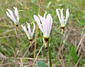 In southeastern regions, petals are typically white.