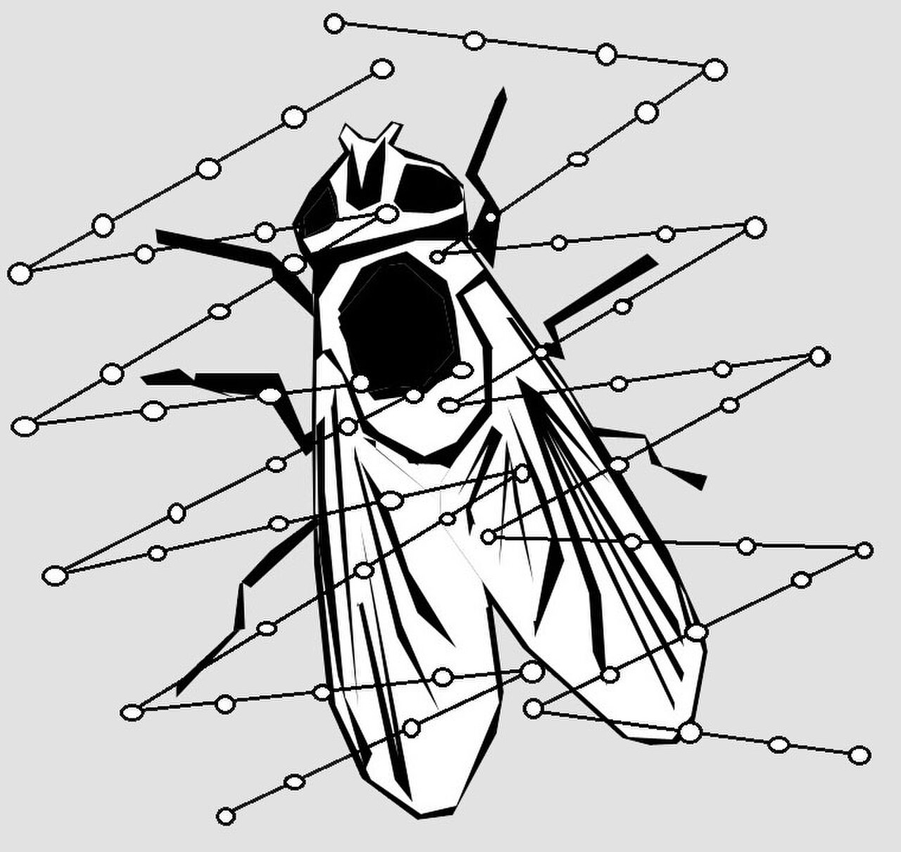 FliegeSpeispinne.jpg